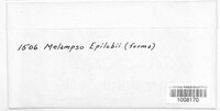 Pucciniastrum epilobii image